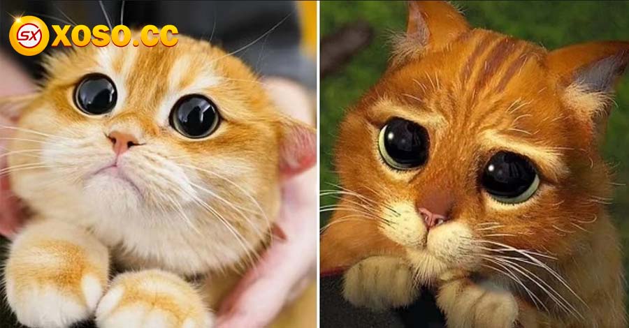 Nằm mơ thấy mèo đánh con nào trúng to? có phải điềm gở 6 Mơ thấy mèo vàng