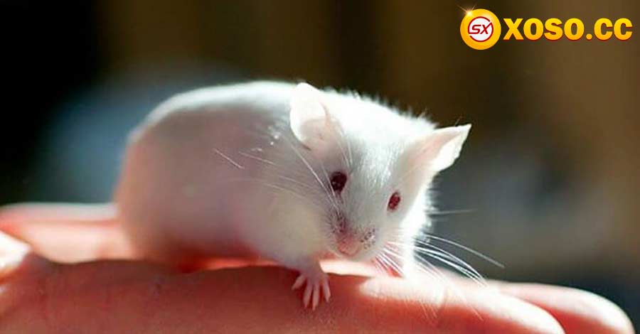 Nằm mơ thấy chuột đánh đề con gì? Tìm ngay số đẹp để hốt thưởng lớn 5 Hiểu rõ giấc chiêm bao này rồi thì không còn lo lắng nữa