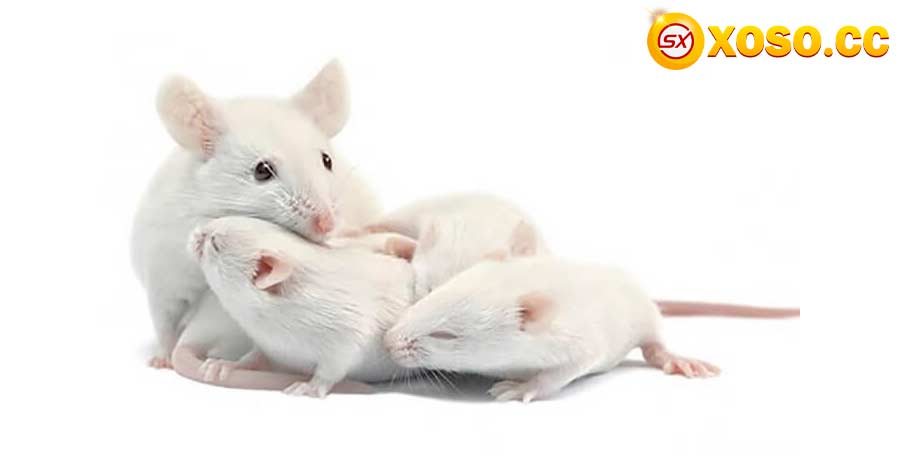Nằm mơ thấy chuột đánh đề con gì? Tìm ngay số đẹp để hốt thưởng lớn 4 Thay vì lo lắng thì hãy ngồi suy nghĩ về giấc chiêm bao này