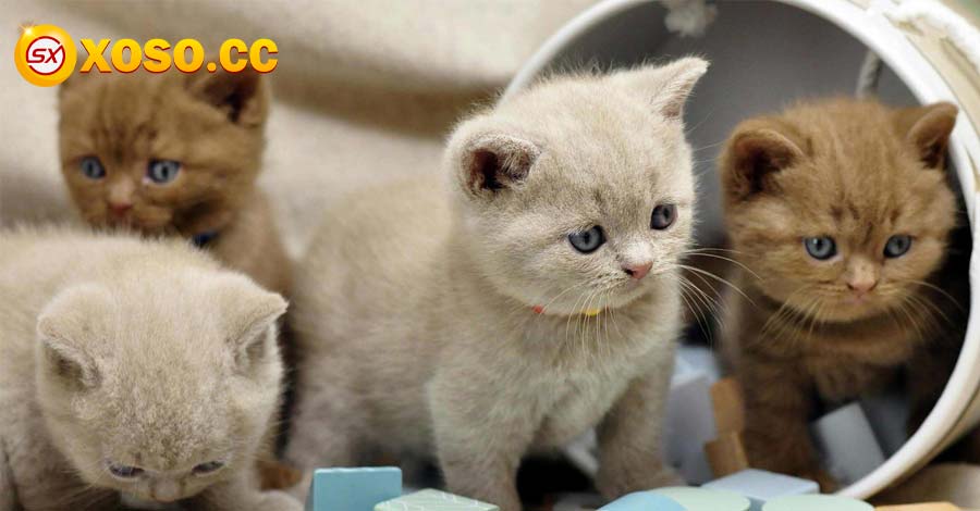 Nằm mơ thấy mèo đánh con nào trúng to? có phải điềm gở 7 Chiêm bao thấy mèo con