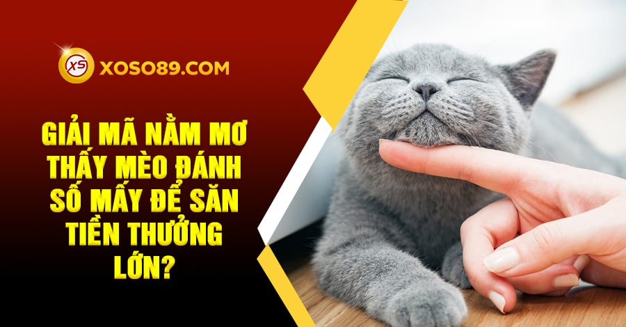 Giải mã nằm mơ thấy mèo đánh số mấy để săn tiền thưởng lớn?