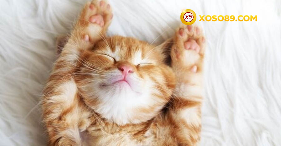 Chiêm bao gặp mèo con