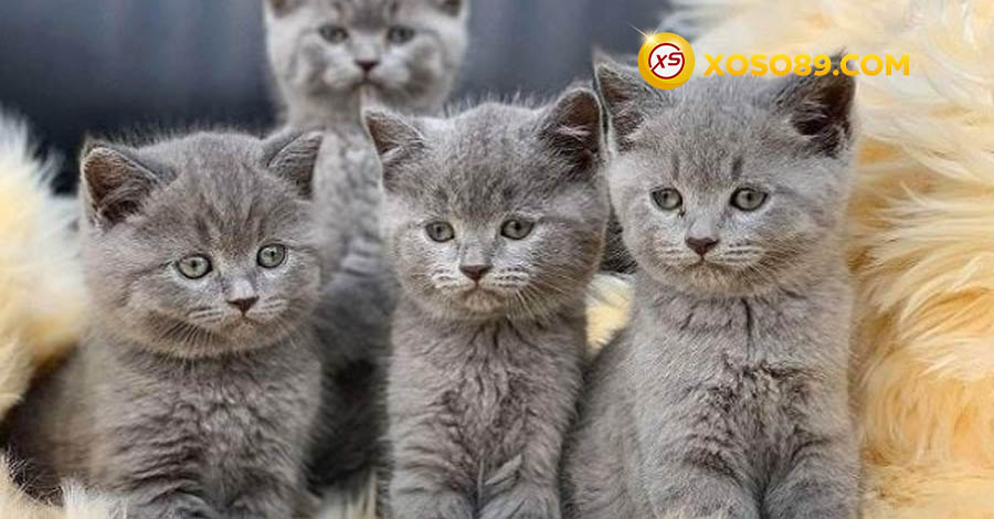 Chiêm bao thấy hình ảnh mèo đẻ con