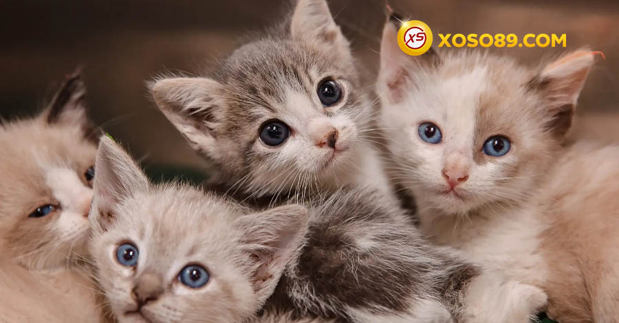 Chiêm bao gặp đàn mèo rất nhiều con