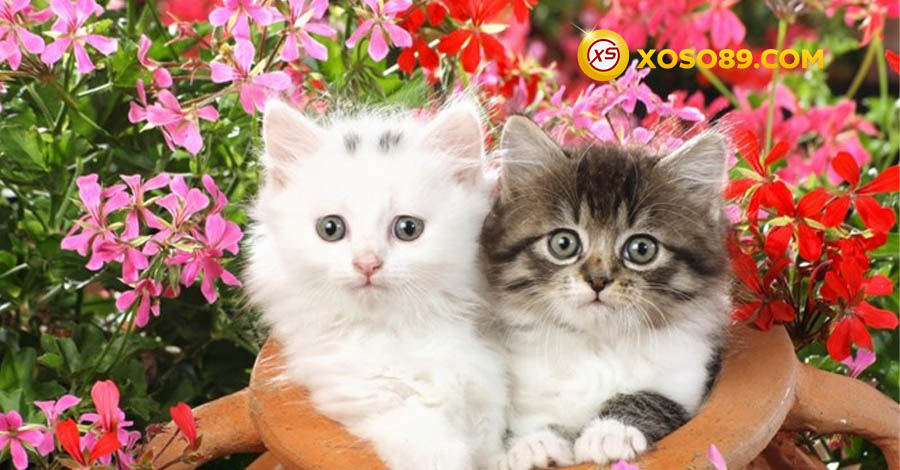 Bật mí nằm mơ thấy mèo đánh số mấy để trúng lớn?