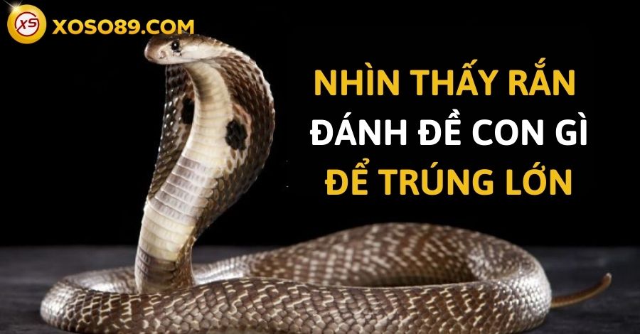 Giải đáp câu hỏi: Nhìn thấy rắn đánh con đề gì trúng 100% 7 Giải mã sự thật nhìn thấy rắn đánh con đề gì