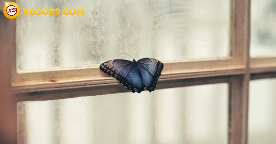 Điềm báo bướm bay vào nhà đánh đề con gì để trúng 100% 8 Giải thích ý nghĩa điềm báo bướm bay vào nhà