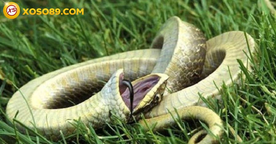 Giải đáp câu hỏi: Nhìn thấy rắn đánh con đề gì trúng 100% 10 Đánh lô đề con gì khi thấy rắn màu xanh lục?
